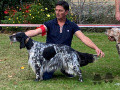 Setter Anglais MISS'BLUE DU MILOBRE DE BOUISSE Setter Anglais MISS'BLUE DU MILOBRE DE BOUISSE
